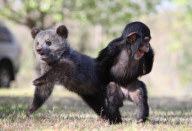 Baby chimp and baby bear playing together at the Myrtle Beach Safari park, South Carolina, America - 06 Apr 2013