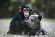 Baby chimp and baby bear playing together at the Myrtle Beach Safari park, South Carolina, America - 06 Apr 2013