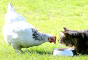Unusual friends Flip the cat and Star the hen, who even eat from the same bowl together, Scotland - 07 May 2013