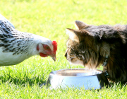 Unusual friends Flip the cat and Star the hen, who even eat from the same bowl together, Scotland - 07 May 2013