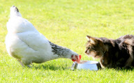 Unusual friends Flip the cat and Star the hen, who even eat from the same bowl together, Scotland - 07 May 2013