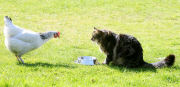 Unusual friends Flip the cat and Star the hen, who even eat from the same bowl together, Scotland - 07 May 2013