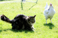Unusual friends Flip the cat and Star the hen, who even eat from the same bowl together, Scotland - 07 May 2013