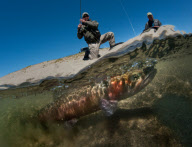 NV: Big trout saved from close call with extinction