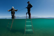 NV: Big trout saved from close call with extinction