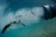 NV: Big trout saved from close call with extinction