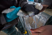 NV: Big trout saved from close call with extinction