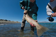 NV: Big trout saved from close call with extinction