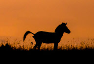 Zebra defecates as lion appears to approach from behind, Masai Mara, Kenya - Mar 2013