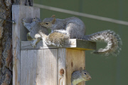 Mother squirrel exhausted after moving babies between nest boxes, Spokane, Washington, America - 05 May 2013