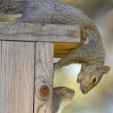Mother squirrel exhausted after moving babies between nest boxes, Spokane, Washington, America - 05 May 2013