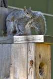 Mother squirrel exhausted after moving babies between nest boxes, Spokane, Washington, America - 05 May 2013