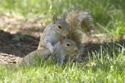 Mother squirrel exhausted after moving babies between nest boxes, Spokane, Washington, America - 05 May 2013