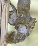 Mother squirrel exhausted after moving babies between nest boxes, Spokane, Washington, America - 05 May 2013