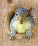 Mother squirrel exhausted after moving babies between nest boxes, Spokane, Washington, America - 05 May 2013