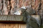 Mother squirrel exhausted after moving babies between nest boxes, Spokane, Washington, America - 05 May 2013