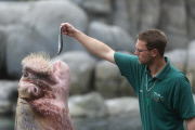 Tierkinder Inventur bei Hagenbecks Tierpark 