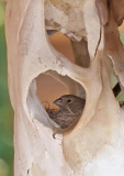 Life from death: A House Finch decided to make a skull his nesting site