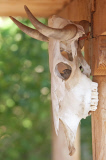 Life from death: A House Finch decided to make a skull his nesting site