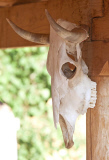 Life from death: A House Finch decided to make a skull his nesting site