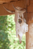 Life from death: A House Finch decided to make a skull his nesting site