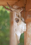 Life from death: A House Finch decided to make a skull his nesting site