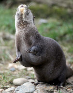 Fat otter put on diet and exercise plan to lose weight at Escot Estate, Devon, Britain - 13 May 2013