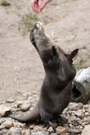 Fat otter put on diet and exercise plan to lose weight at Escot Estate, Devon, Britain - 13 May 2013