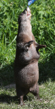 Fat otter put on diet and exercise plan to lose weight at Escot Estate, Devon, Britain - 13 May 2013