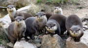 Fat otter put on diet and exercise plan to lose weight at Escot Estate, Devon, Britain - 13 May 2013