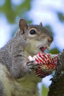 Squirrel sitting in tea eats chocolate teacake in Kelvingrove Park, Glasgow, Scotland - 27 May 2013