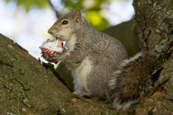 Squirrel sitting in tea eats chocolate teacake in Kelvingrove Park, Glasgow, Scotland - 27 May 2013