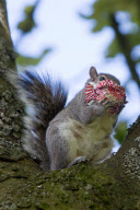 Squirrel sitting in tea eats chocolate teacake in Kelvingrove Park, Glasgow, Scotland - 27 May 2013