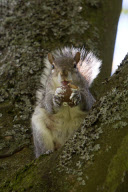 Squirrel sitting in tea eats chocolate teacake in Kelvingrove Park, Glasgow, Scotland - 27 May 2013