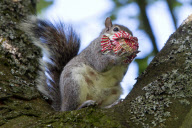 Squirrel sitting in tea eats chocolate teacake in Kelvingrove Park, Glasgow, Scotland - 27 May 2013