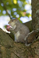 Squirrel sitting in tea eats chocolate teacake in Kelvingrove Park, Glasgow, Scotland - 27 May 2013