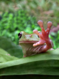 Frog appears to be waving,Taman Safari Indonesia - 31 May 2013
