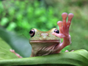 Frog appears to be waving,Taman Safari Indonesia - 31 May 2013