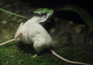 One Mouse Helps The Other One To Escape From A Snake, But Failed