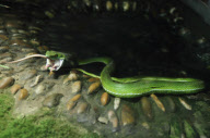 One Mouse Helps The Other One To Escape From A Snake, But Failed
