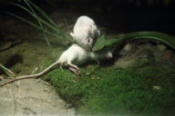 One Mouse Helps The Other One To Escape From A Snake, But Failed