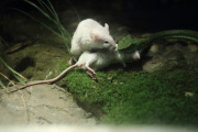 One Mouse Helps The Other One To Escape From A Snake, But Failed