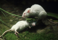 One Mouse Helps The Other One To Escape From A Snake, But Failed