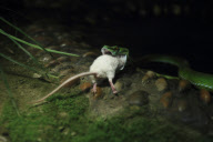 One Mouse Helps The Other One To Escape From A Snake, But Failed