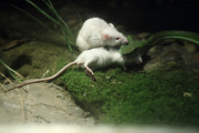One Mouse Helps The Other One To Escape From A Snake, But Failed