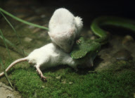 One Mouse Helps The Other One To Escape From A Snake, But Failed
