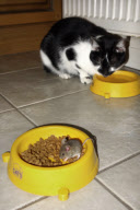 Cat watches as mouse eats its food, Brighton, East Sussex, Britain - 21 May 2013