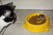 Cat watches as mouse eats its food, Brighton, East Sussex, Britain - 21 May 2013