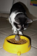 Cat watches as mouse eats its food, Brighton, East Sussex, Britain - 21 May 2013