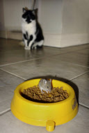 Cat watches as mouse eats its food, Brighton, East Sussex, Britain - 21 May 2013